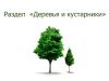 ДЕРЕВЬЯ & КУСТАРНИКИ