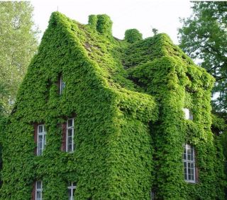 Семена бостонского плюща, 100шт