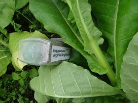 Вирджиния Bridt Leaf