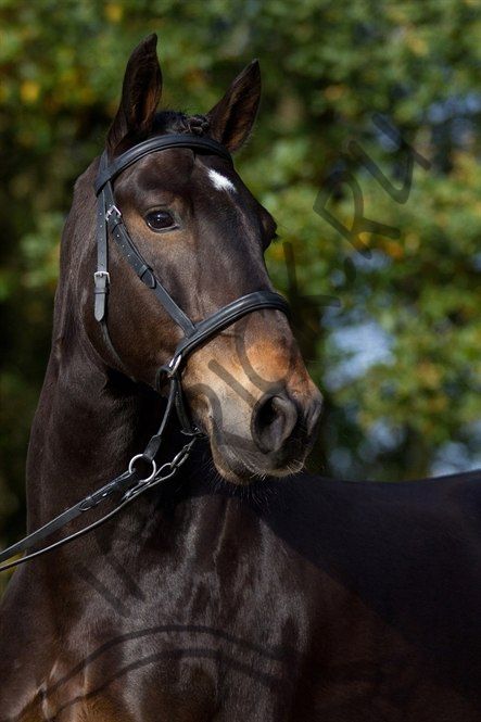 Беcтрензельная уздечка Barefoot Walnut