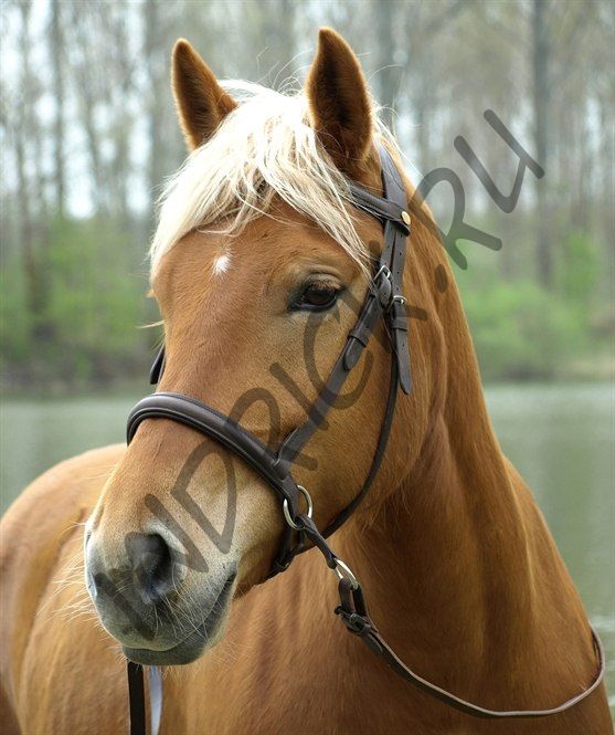 Беcтрензельная уздечка Barefoot Walnut