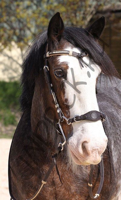 Переносье ремень для хакаморы