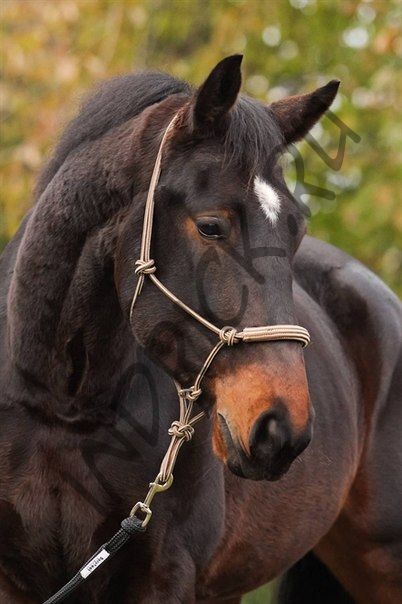 Веревочное оголовье-недоуздок BeGentle 2 в 1