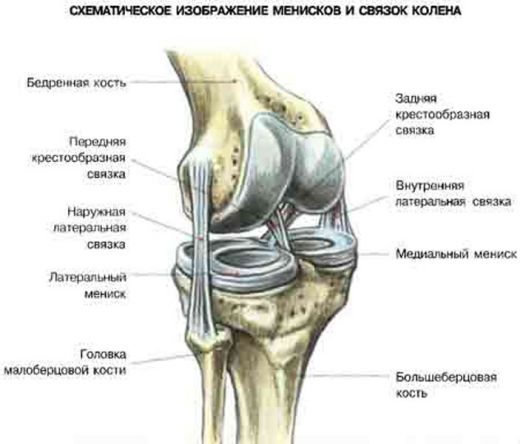 Суставы и связки