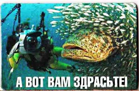 Магнит "А вот вам здрасьте" (винил)