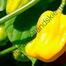 Перец острый "ХАБАНЕРО ЖЁЛТЫЙ" (Habanero geel)  10 семян