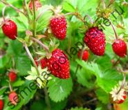 Земляника "ЛЕСНАЯ" (Wild strawberry) 10 семян