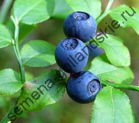 Черника "МИРТОЛИСТНАЯ" (Vaccinium myrtillus) 10 семян