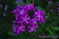 Флокс 'Александр' / Phlox 'Aleksandr'