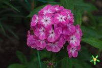 Флокс 'Анастасия' / Phlox 'Anastasia'