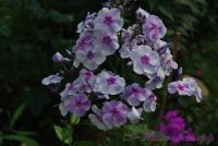 Флокс 'Голубая отрада' / Phlox 'Golubay Otrada'