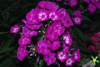 Флокс 'Катя' / Phlox 'Katja'