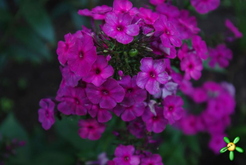 Флокс 'Классик Кассиc' / Phlox 'Classic Cassis'