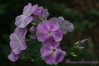 Флокс 'Незнакомец' / Phlox 'Neznakomec'