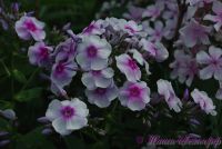 Флокс 'Районант' / Phlox 'Rayonnant'