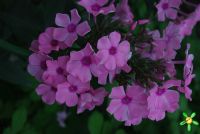 Флокс 'Регина' / Phlox 'Regina'