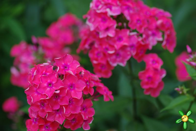 Флокс 'Уотермелон Панч' / Phlox 'Watermelon Punch'