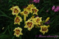 Лилейник 'Блуберри Крем' / Hemerocallis 'Blueberry Cream'