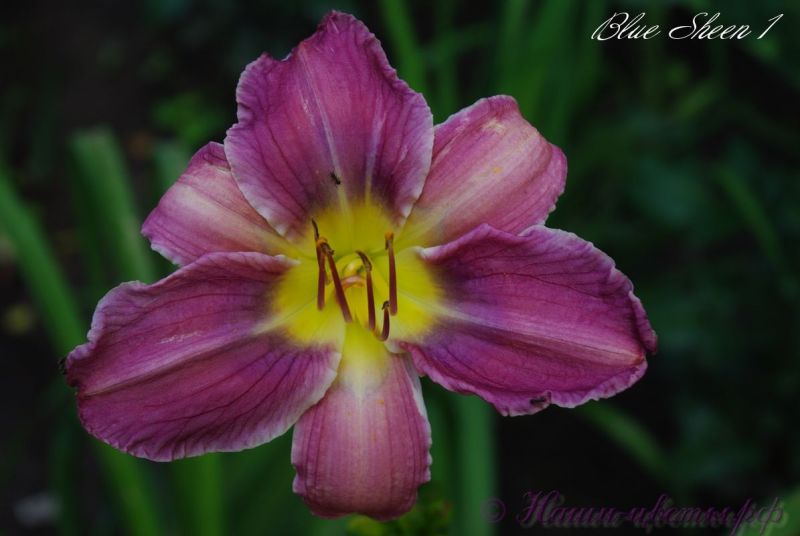 Лилейник 'Блю Шин' / Hemerocallis 'Blue Sheen'