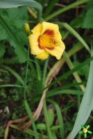 Лилейник 'Колор Стик' / Hemerocallis 'Color Stick'