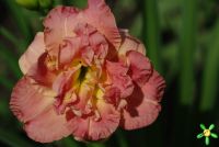 Лилейник 'Лейси Дойли' / Hemerocallis  'Lacy Doily'