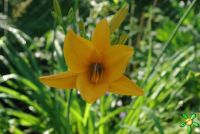 Лилейник 'Нортон Оранж' / Hemerocallis 'Norton Orange'