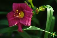 Лилейник 'Супер Пепл' / Hemerocallis 'Super Purple'