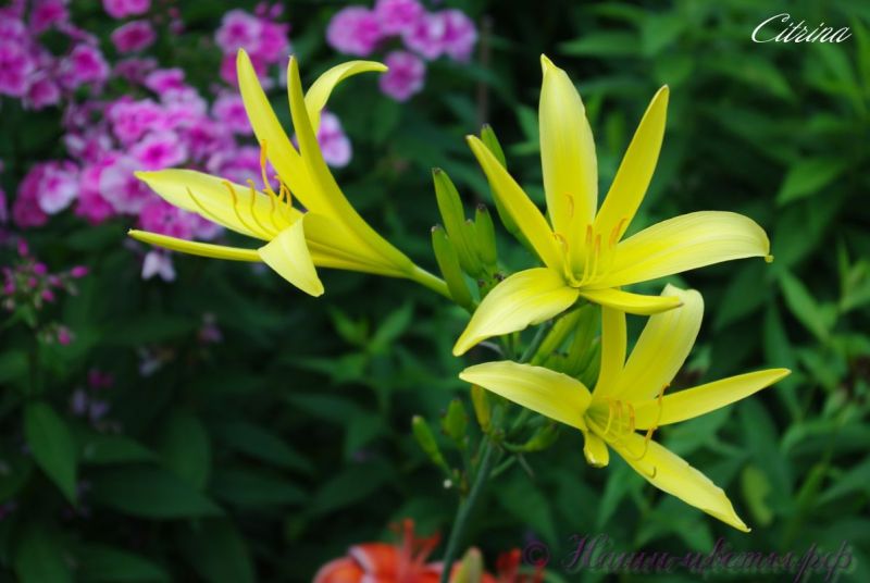 Лилейник 'Цитрина' / Hemerocallis 'Citrina'