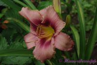 Лилейник 'Лонгфилдс Пепл Ай' / Hemerocallis 'Longfields Purple Eye'