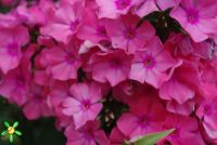 Флокс 'Виндзор' / Phlox 'Windsor'