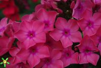 Флокс 'Виндзор' / Phlox 'Windsor'