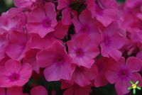 Флокс 'Виндзор' / Phlox 'Windsor'