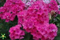 Флокс 'Виндзор' / Phlox 'Windsor'