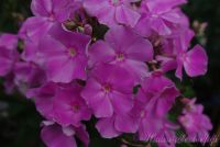 Флокс 'Владимир' / Phlox 'Vladimir'