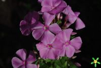 Флокс 'Владимир' / Phlox 'Vladimir'