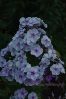 Флокс 'Голубая отрада' / Phlox 'Golubay Otrada'