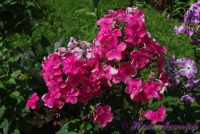 Флокс 'Зарница' / Phlox 'Zarnitca'