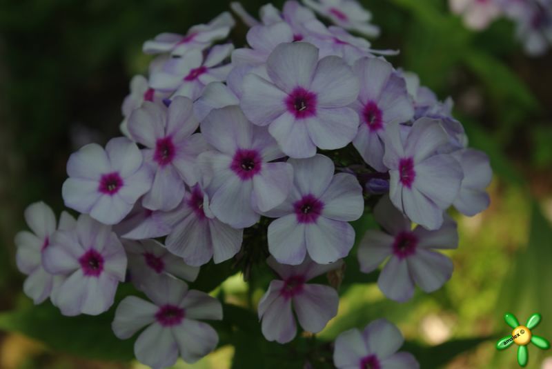 Флокс 'Золушка' / Phlox 'Zolushka'