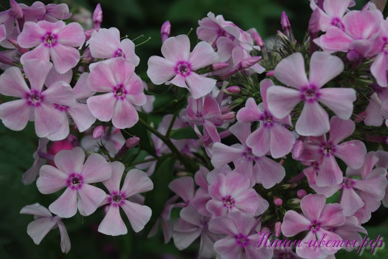 Флокс 'Игрушка' / Phlox 'Igruchka'