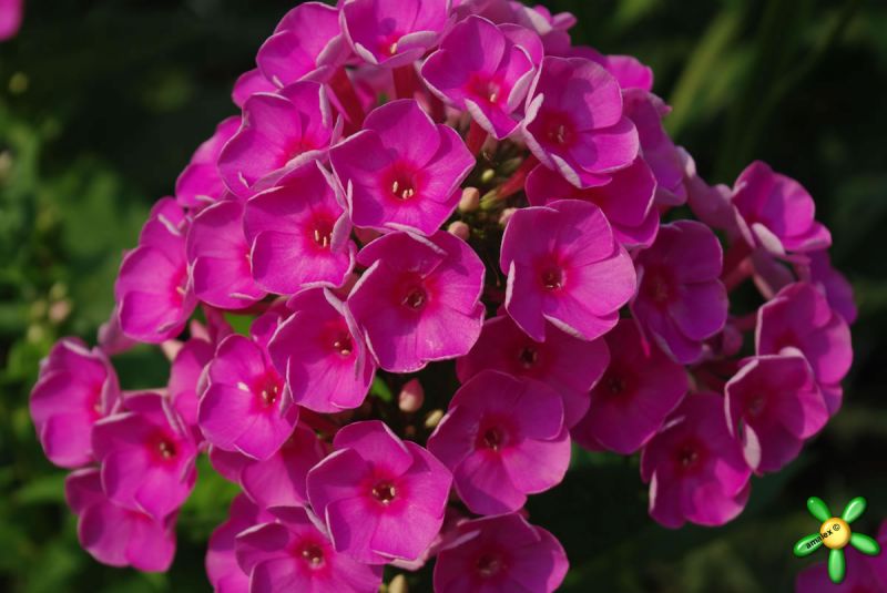 Флокс 'Космополитэн' / Phlox 'Cosmopolitan'