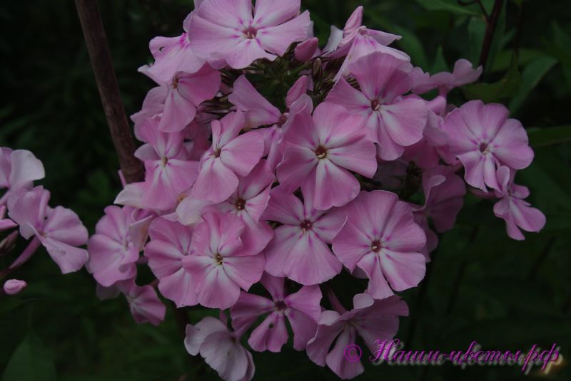 Флокс 'Мадам Др. Шарко' / Phlox 'Madame Dr. Charcot'