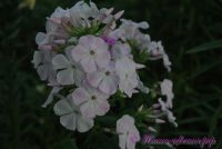 Флокс 'Мадам Др. Шарко' / Phlox 'Madame Dr. Charcot'