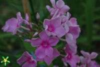 Флокс 'Манон' / Phlox 'Manon'