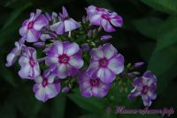 Флокс 'Маргри' / Phlox 'Margri'