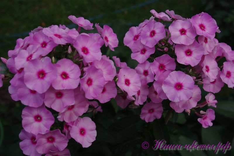 Флокс 'Мелодия любви' / Phlox 'Melodija Lubvi'