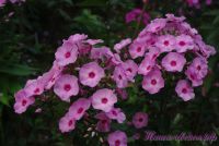 Флокс 'Мелодия любви' / Phlox 'Melodija Lubvi'