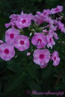 Флокс 'Мелодия любви' / Phlox 'Melodija Lubvi'