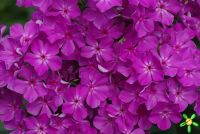 Флокс 'Мерцающий' / Phlox 'Мercaychij'