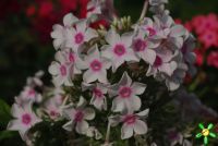 Флокс 'Мисс Холланд' / Phlox 'Miss Holland'