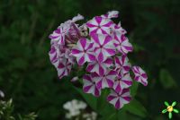 Флокс 'Мишенька' / Phlox 'Miscenka'